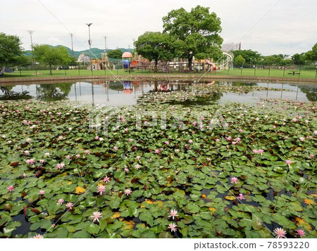 Pond and water lily in Tsuboigawa Ryokuchi Park (Chuo-ku, Kumamoto City) Pond and water lily in Tsuboigawa Ryokuchi Park (Chuo-ku, Kumamoto City) 78593220
