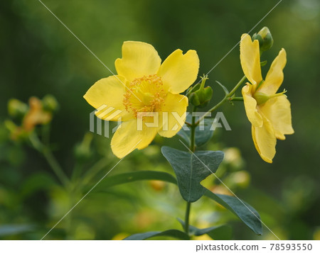 Brilliant Yellow Hipercam · Hidcoat 78593550