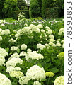 白色繡球花盛開的地方 78593853