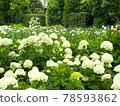 白色繡球花盛開的地方 78593862