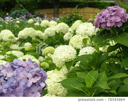 繡球花盛開的地方 78593864