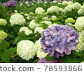 繡球花綻放風景 78593866