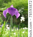 紫鳶尾 78593872
