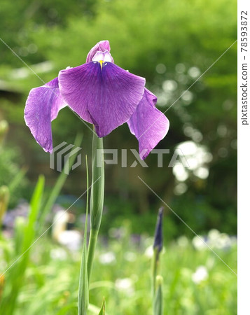 紫鳶尾 78593872