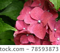 粉紅色的繡球花 78593873