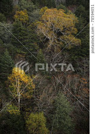 Other hardwoods have shed their leaves and only young and old birch trees illuminate the forest yellow. Other hardwoods have shed their leaves and only young and old birch trees illuminate the forest yellow. 78594051