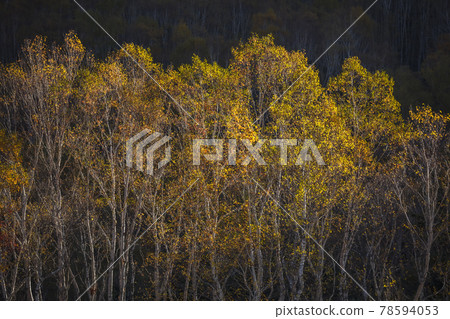 The yellow leaves shine brightly when the sun shines like a spotlight on the birch of the mountain folds. The yellow leaves shine brightly when the sun shines like a spotlight on the birch of the mountain folds. 78594053