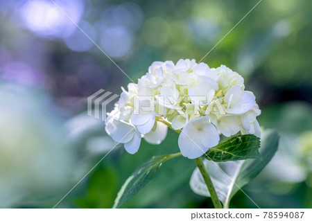 Hydrangea 78594087