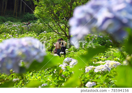 Hydrangea Park 78594156