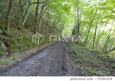 Forest scenery at the back of the forest road in Nasu, Tochigi Prefecture 78594304
