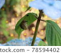 Hydrangea and snail 78594402