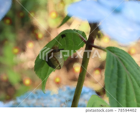繡球花和蝸牛 繡球花和蝸牛 78594402