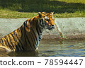 Tiger 78594447