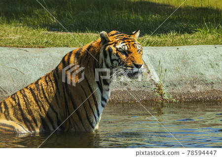 Tiger Tiger 78594447