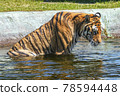 Tiger 78594448