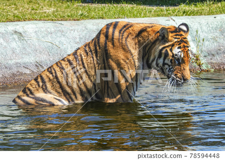 Tiger Tiger 78594448
