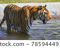 Tiger 78594449