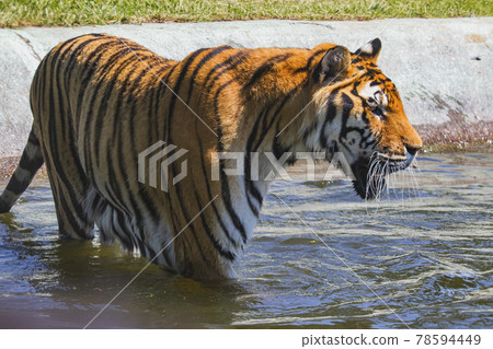 Tiger 78594449