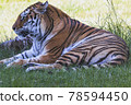 Tiger 78594450