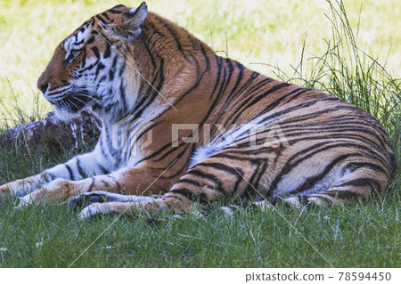Tiger Tiger 78594450