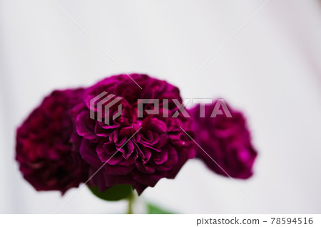 Elegant purple rose Elegant purple rose 78594516