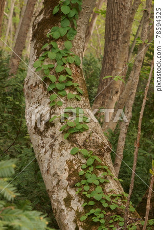 爬上樹皮的藤蔓 爬上樹皮的藤蔓 78594525