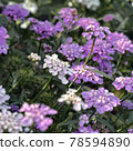 travel photography, pink and white summer flowers alyssum side view in a green blurred garden background closeup. Selective focus 78594890