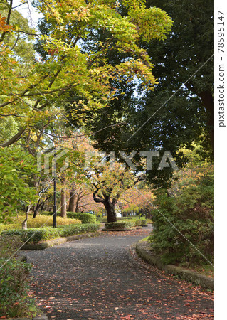 平塚市綜合公園花園路 平塚市綜合公園花園路 78595147