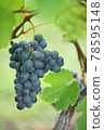 Wine grapes_a bunch and one leaf 78595148