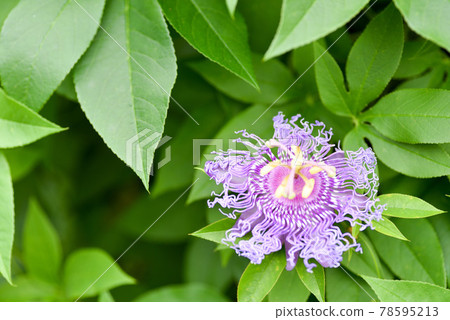 Passionate Passionate 78595213