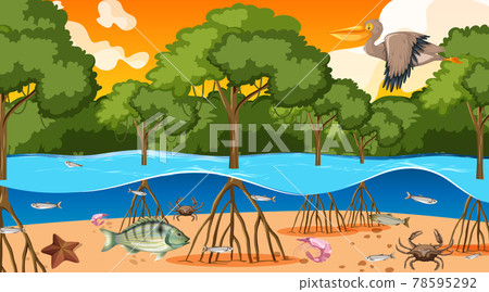 Animals live in Mangrove forest at sunset time... - Stock Illustration  [78595292] - PIXTA