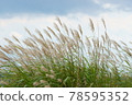 Japanese pampas grass fluttering in the wind _ against the sky 78595352
