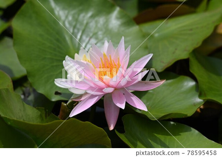 桃紅色荷花花 78595458