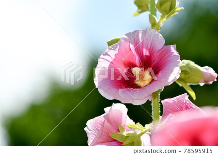 Tattooi Tattooi 78595915