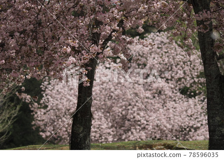 奈良公園的櫻花盛開 奈良公園的櫻花盛開 78596035