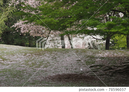 奈良公園的櫻花秋天 奈良公園的櫻花秋天 78596037