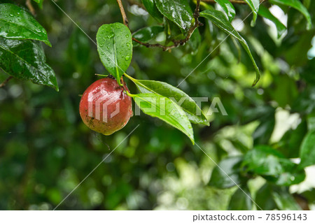 在岡山縣津山市守樂園發現的雨淋山茶果實 78596143