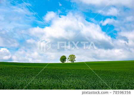 Parent and child tree Parent and child tree 78596356