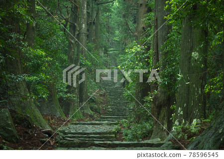 Wakayama Prefecture Daimonzaka Fresh Green 78596545