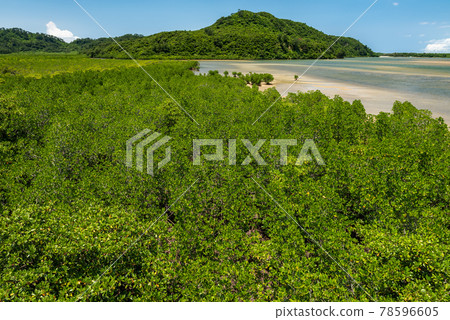 Lush mangrove forest at tropical island of Iriomote. Lush mangrove forest at tropical island of Iriomote. 78596605