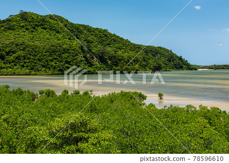 Lush mangrove forest at tropical island of Iriomote. 78596610