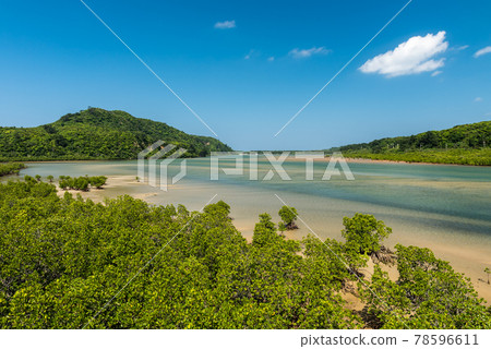 Lush mangrove forest at tropical island off Iriomote. 78596611