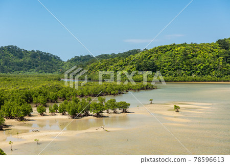 Pristine mangrove forest at Iriomote island. 78596613