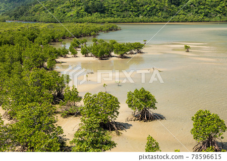 Gorgeous mangrove shrubs at shallow river. 78596615