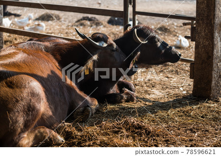 Buffalo couple sit inside byre at sunset. animal farm 78596621