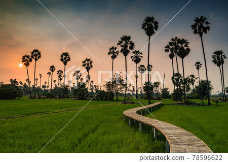 Footpath of rice and sugar palm farm at sunset 78596622