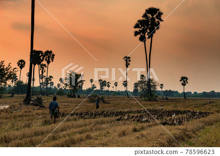 farmers herd ducks to eat grass atr rice farm 78596623