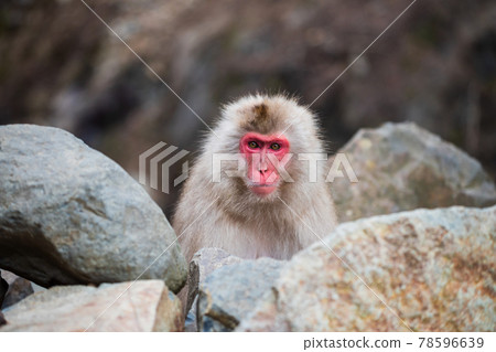 Snow monkey in Jigokudani Park, Yamanouchi 78596639