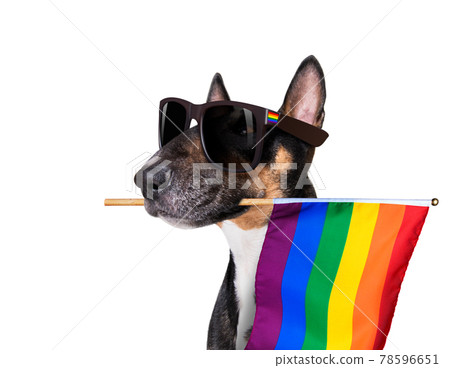 gay pride dog 78596651