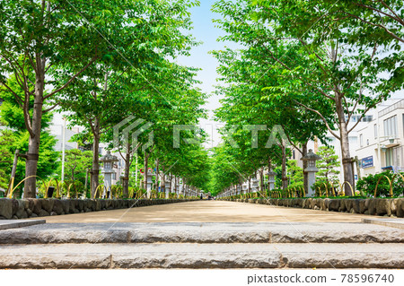 Early summer Kamakura Wakamiya Oji Dankazura 78596740